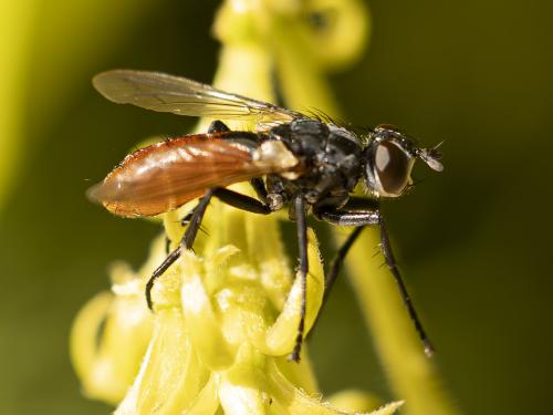 Réf. 358 532 : Cylindromyia bicolor